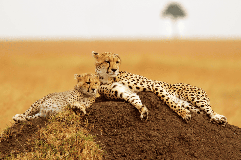 Safari en Kenia