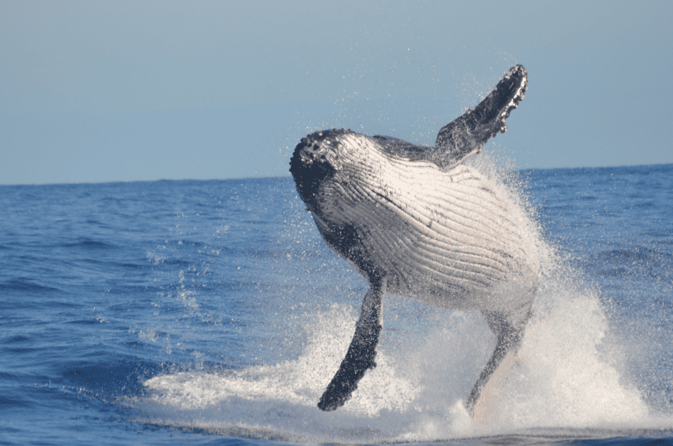 Avistamiento de ballenas