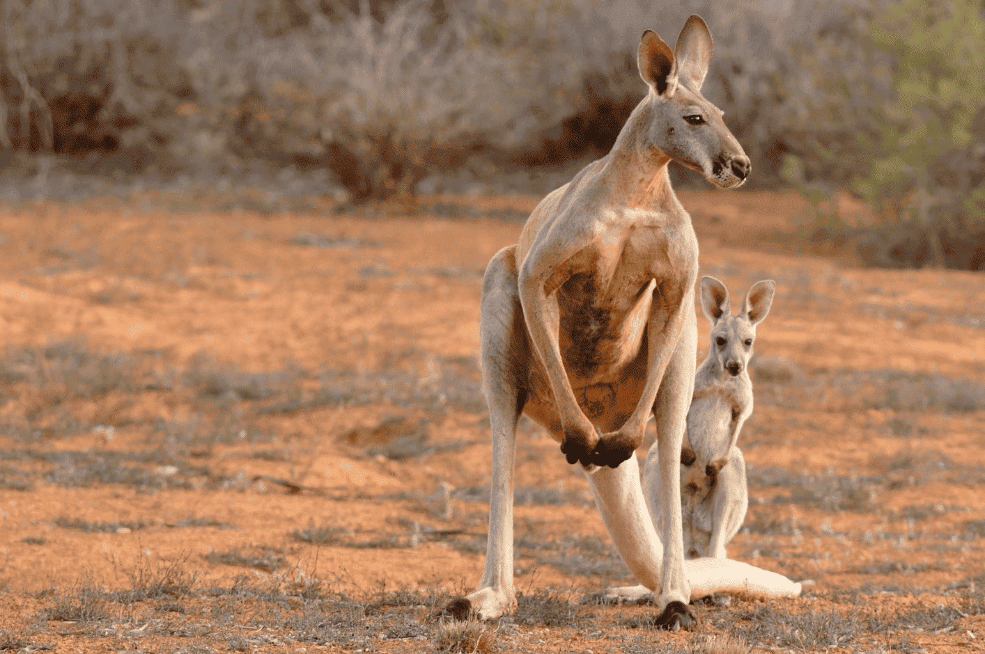 Australia