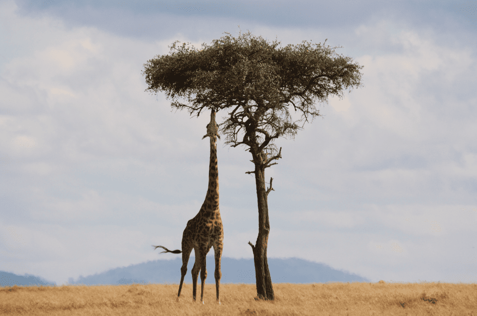 Safari en Sudáfrica