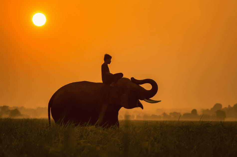 Safari en Tanzania
