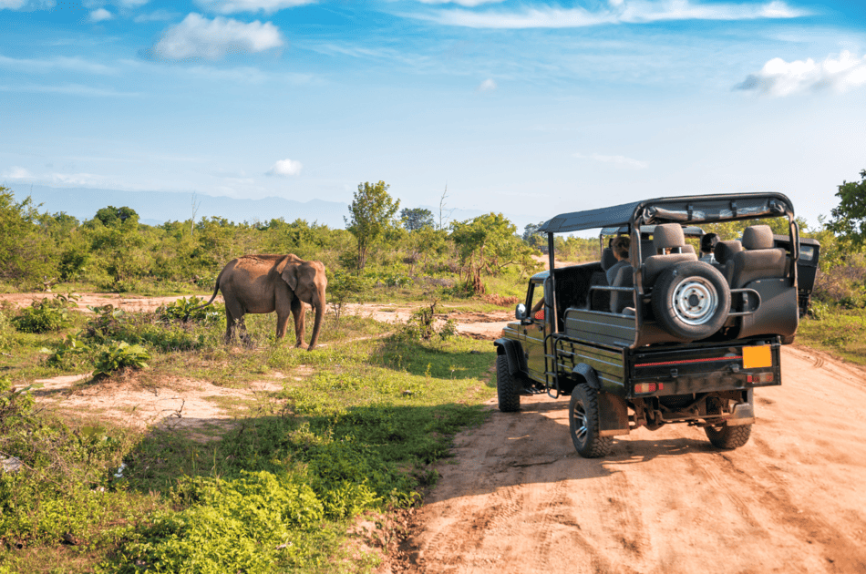 Safari en África