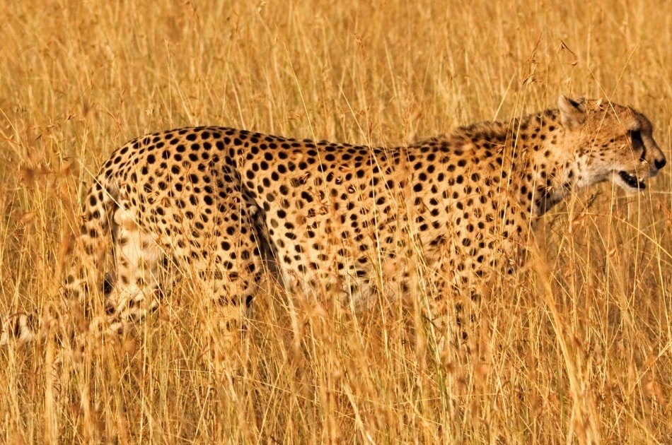 Memorias De Africa Experience