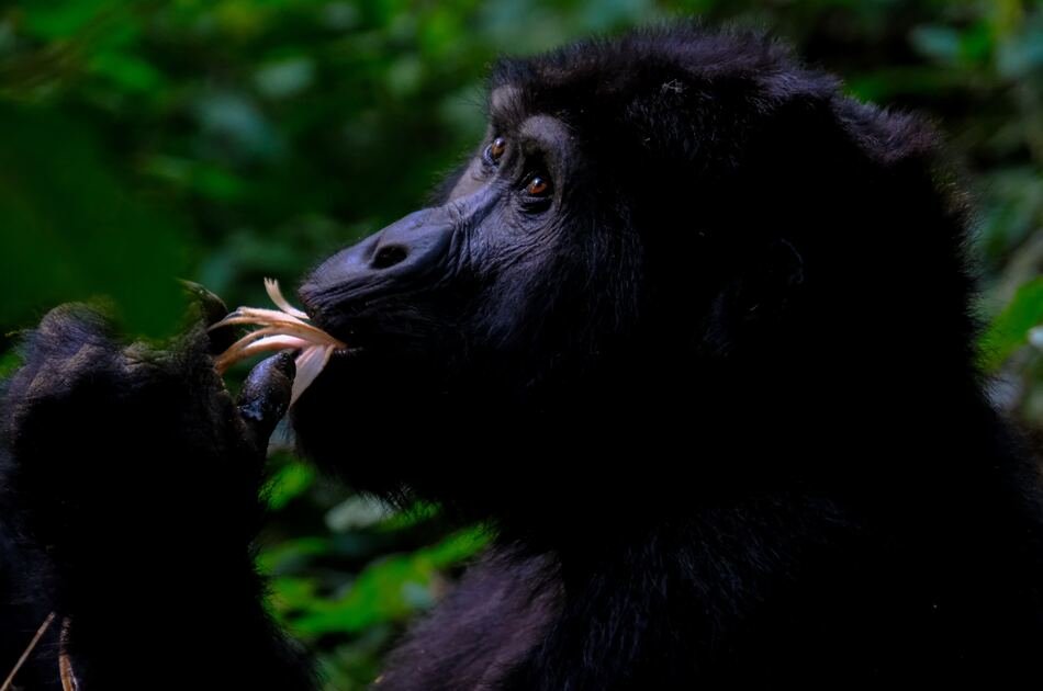 Uganda